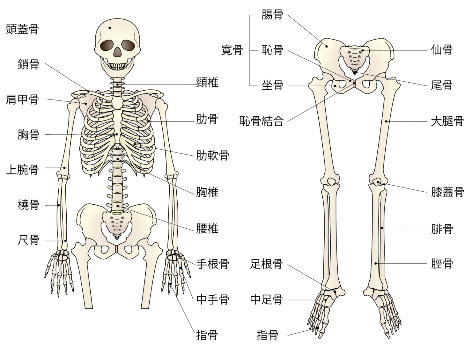 人体学習ないぞうきんにく見えるくん