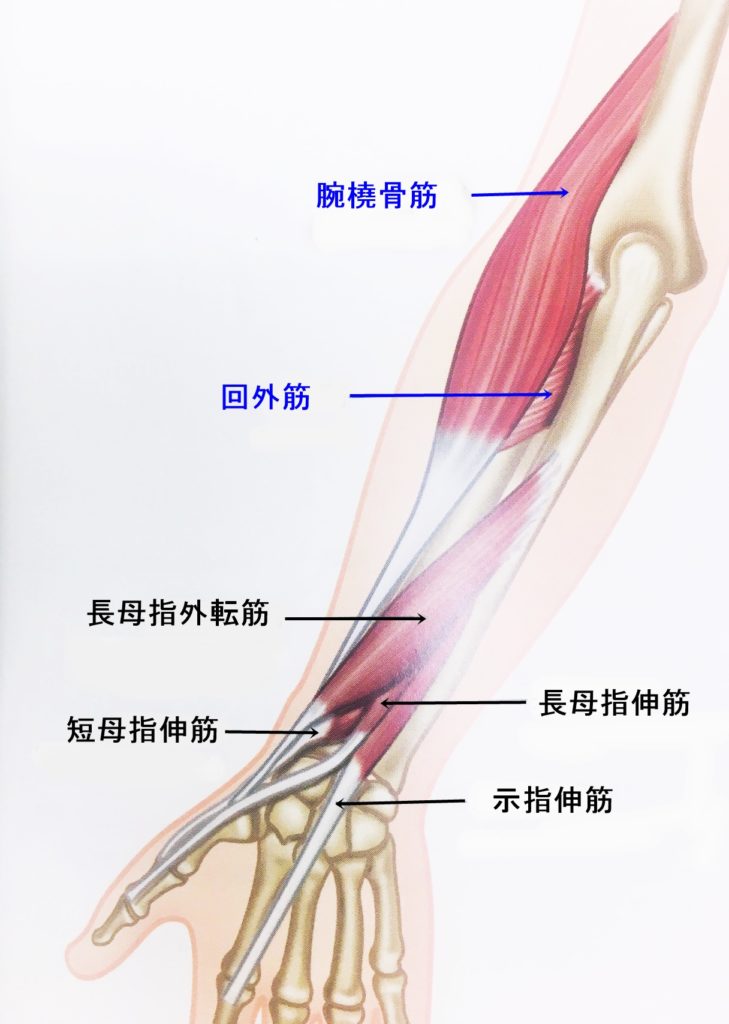 前腕の伸筋群の説明です 神戸元町リリーフ整体院
