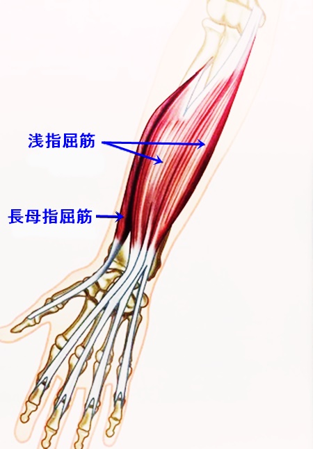 前腕屈筋群の説明です 神戸元町リリーフ整体院