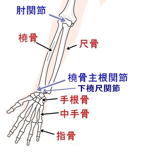 手の関節とその動きの説明です 神戸元町リリーフ整体院