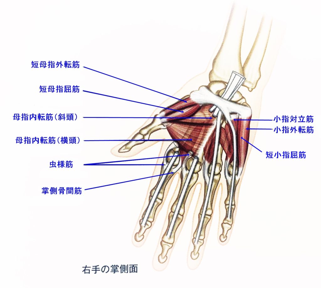手関節解剖名称 | 手関節 機能解剖 – BRRDQV