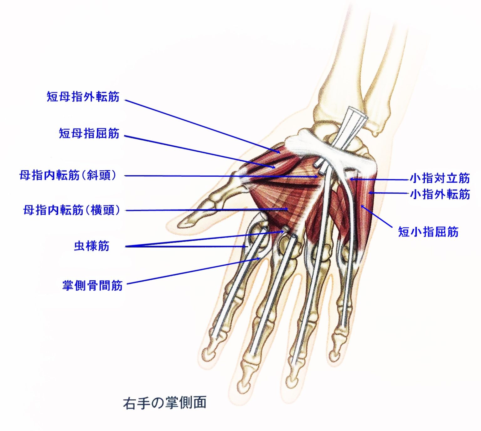 手部腱鞘与肌腱的解剖（图解）_南通国光中医门诊部