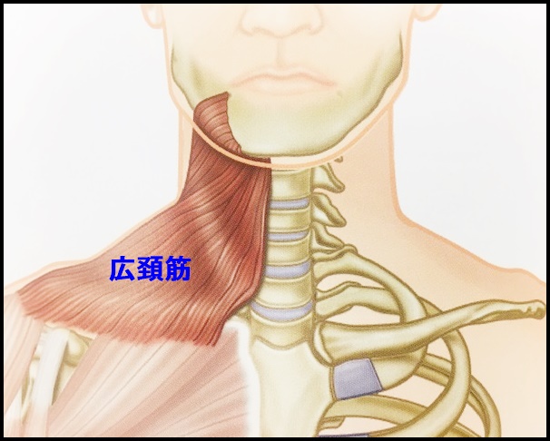 頸部の筋肉(1) 神戸元町リリーフ整体院