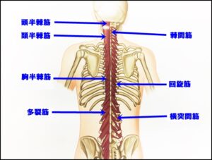体の知識(56) 背部の筋肉(3) 神戸元町リリーフ整体院
